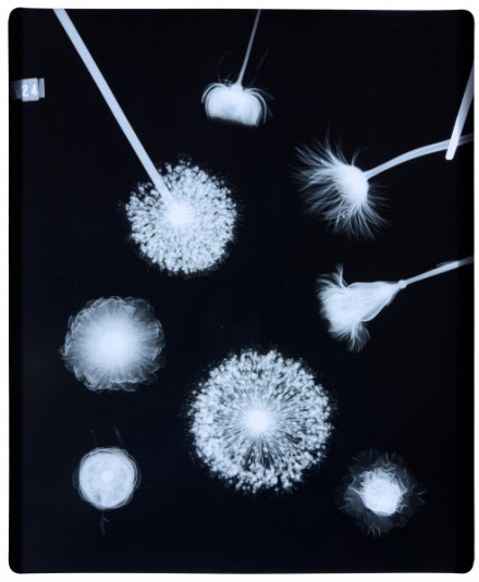 Azuma Makoto Exhibition X-Ray FLOWERS | 京都で遊ぼうART